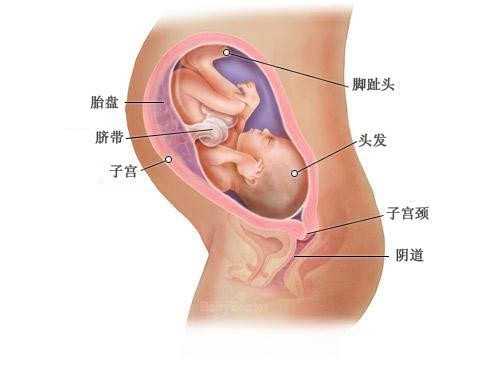 代生男宝宝_80%的女性都会忽略的问题，怀孕难月